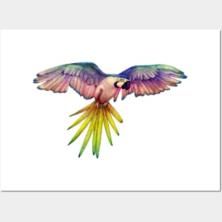 Rainbow Macaw in Flight Posters and Art